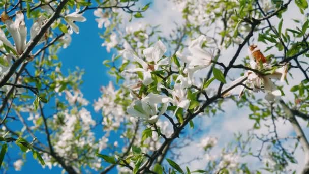 背景に太陽のフレアを持つ枝を持つ花の木 木の花を閉じる 美しい白い花 — ストック動画
