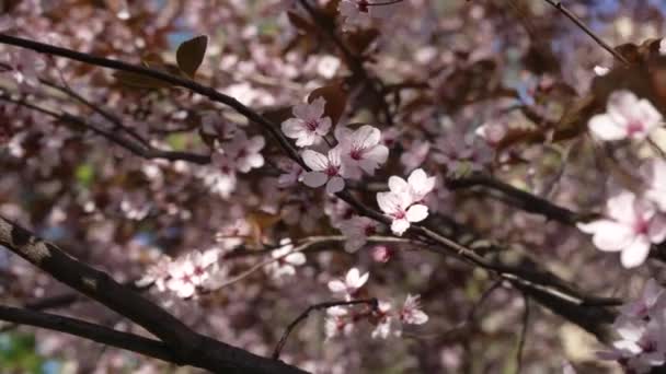 Κλαδί Κεράσι Λουλούδια Την Άνοιξη Ένα Όμορφο Κλαδί Γιαπωνέζικου Δέντρου — Αρχείο Βίντεο