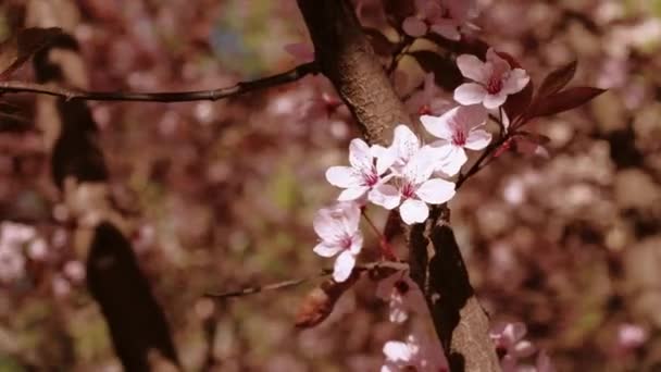 Wiśniowy Gałąź Kwiat Wiosenny Kwiat Piękna Japońska Gałąź Drzewa Kwiatami — Wideo stockowe