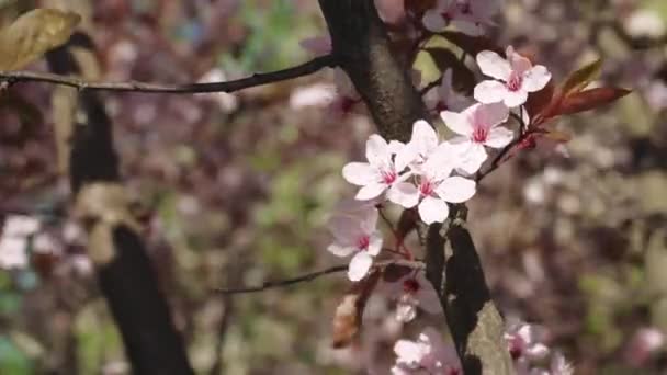 开着春天花朵的樱桃树枝条 一个美丽的日本树枝 开着樱花 白色的 Sakura — 图库视频影像
