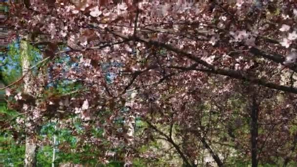 Kirschzweig Mit Blumen Frühling Blühen Ein Schöner Japanischer Zweig Mit — Stockvideo
