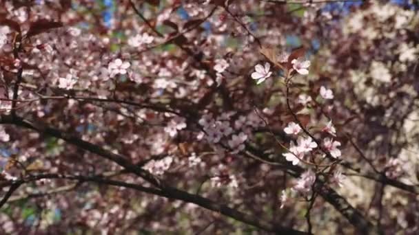 Körsbärsgren Med Blommor Vårblom Vacker Japansk Trädgren Med Körsbärsblommor Vit — Stockvideo