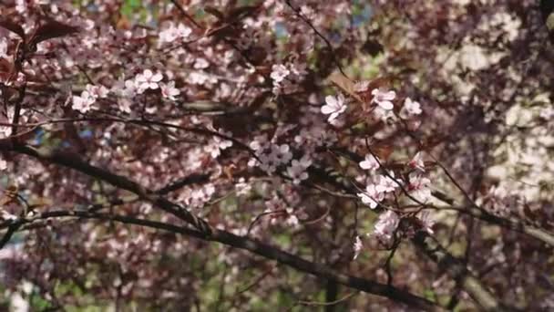 Třešňová Větev Květy Jarním Květu Krásná Japonská Větev Třešňovými Květy — Stock video