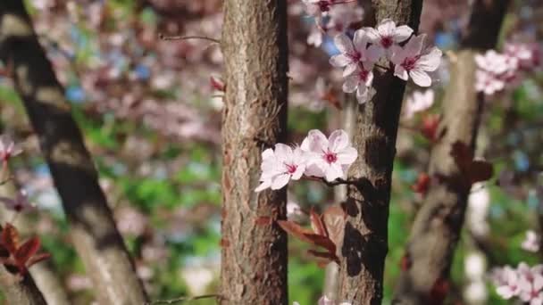 Вишневая Ветвь Цветами Весной Цветут Красивая Японская Ветка Дерева Цветущей — стоковое видео