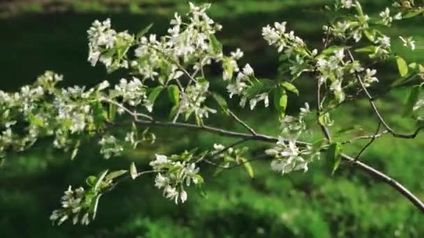 Nahaufnahme Blühender Weißer Birnenblüten Der Morgensonne Frühlingsblüher Hintergrund Blühender Baum — Stockvideo