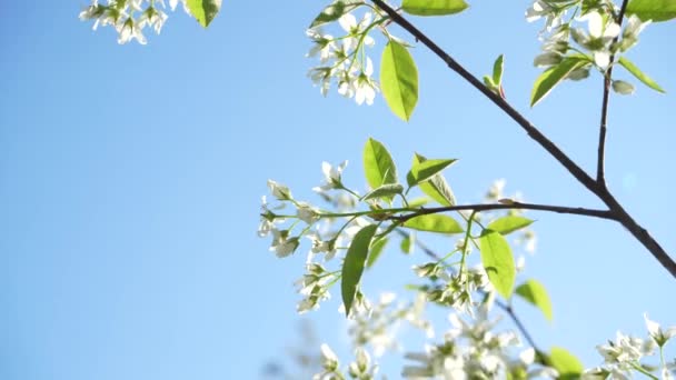 Närbild Blommande Vita Päron Blommor Morgonen Solljus Våren Blommar Bakgrund — Stockvideo
