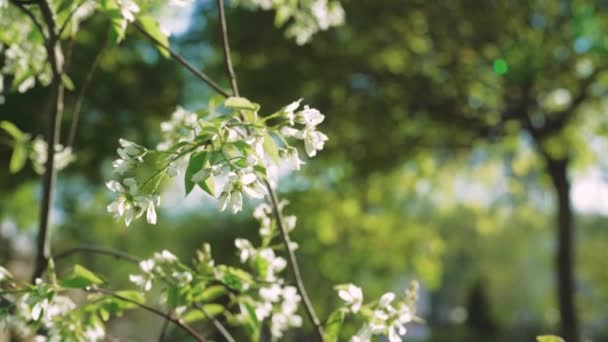 Closeup Blooming White Pear Flowers Morning Sunlight Spring Blossom Background — Stock Video