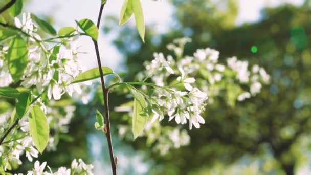 Zbliżenie Kwitnących Białych Gruszkowych Kwiatów Pod Porannym Słońcem Wiosenne Tło — Wideo stockowe
