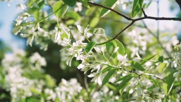 在早晨的阳光下 盛开的白梨花遮掩着 春花背景 开花的树 在柔和的夕阳西下的树上绽放着白花 — 图库视频影像
