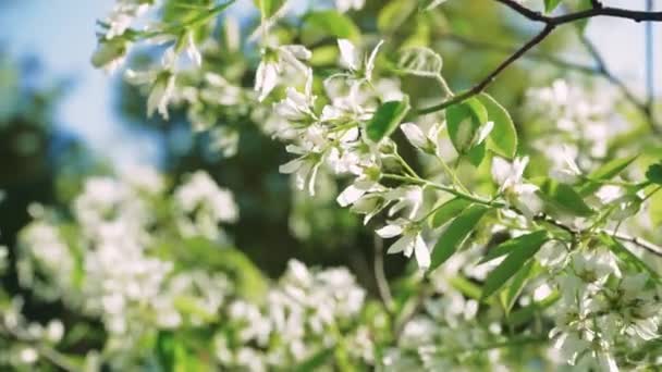 在早晨的阳光下 盛开的白梨花遮掩着 春花背景 开花的树 在柔和的夕阳西下的树上绽放着白花 — 图库视频影像