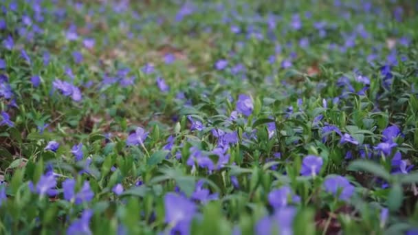 Pole Purpurowych Kwiatów Kwitnie Ogrodzie Zbliżenie Piękne Świeże Purpurowe Kwiaty — Wideo stockowe