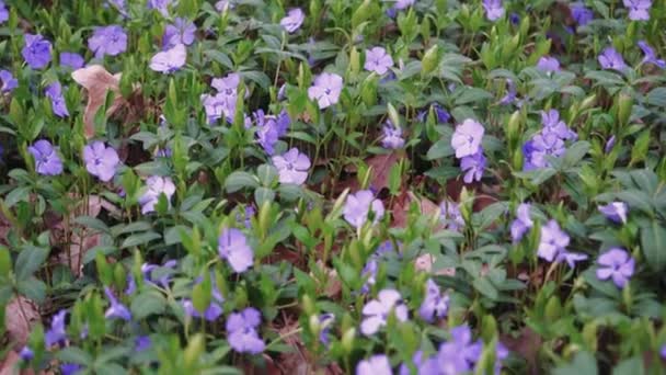Pole Purpurowych Kwiatów Kwitnie Ogrodzie Zbliżenie Piękne Świeże Purpurowe Kwiaty — Wideo stockowe