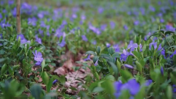 花园里开着一片紫色的花 在自然光下 美丽而新鲜的紫色花朵包裹在一起 春天和新生命的概念 — 图库视频影像