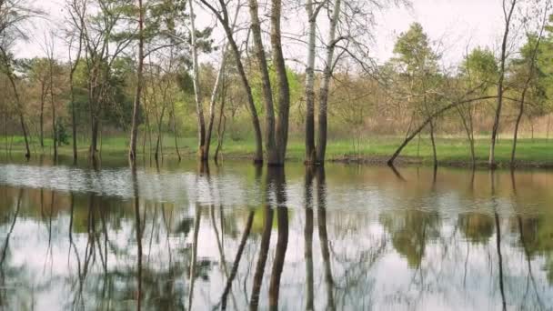 Piękne Jezioro Las Spacer Lesie Drzewami Odbicie Drzew Wodzie Dekoracje — Wideo stockowe