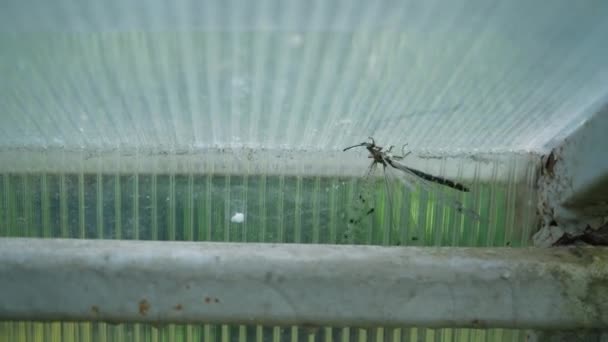 Insecto Libélula Está Tentar Libertar Entrou Numa Sala Fechada Protecção — Vídeo de Stock