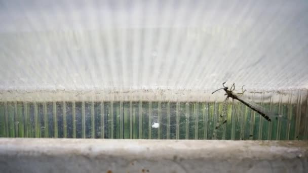 Dragonfly Insect Trying Break Free Got Closed Room Insect Protection — Stock Video