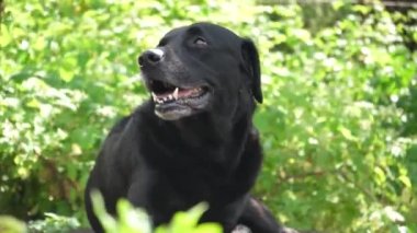 Bahçedeki yeşil yapraklı siyah labrador av köpeği. Köpek doğada dinleniyor.