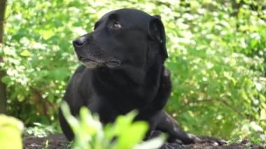 Bahçedeki yeşil yapraklı siyah labrador av köpeği. Köpek doğada dinleniyor.