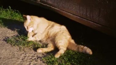 Kızıl saçlı bir kedi güneşte kendini yıkar. Güzel pofuduk bir kedi hijyen prosedürleri uyguluyor.