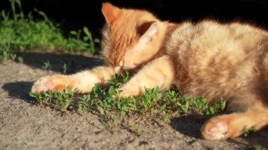 Kızıl saçlı bir kedi güneşte kendini yıkar. Güzel pofuduk bir kedi hijyen prosedürleri uyguluyor.