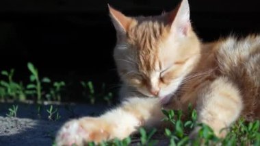 Kızıl saçlı bir kedi güneşte kendini yıkar. Güzel pofuduk bir kedi hijyen prosedürleri uyguluyor.