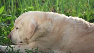Bahçedeki Fawn Labrador av köpeği yeşil yapraklı. Köpek doğada dinleniyor.