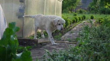 Fawn yaşlı Labrador çimlerin üzerinde topallıyor. Köpek avluda topallıyor. Evcil hayvanları gezdiriyorum.