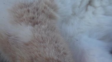 Kedi kulakları kapanır. Makrodaki kedinin kulaklarında kemikler var.