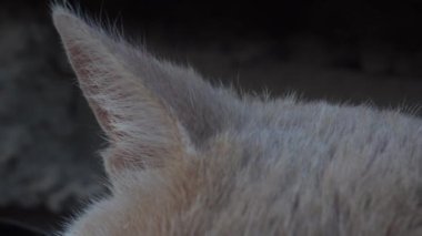 Kedi kulakları kapanır. Makrodaki kedinin kulaklarında kemikler var.