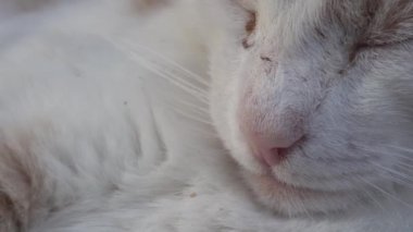 Kedi kulakları kapanır. Makrodaki kedinin kulaklarında kemikler var.