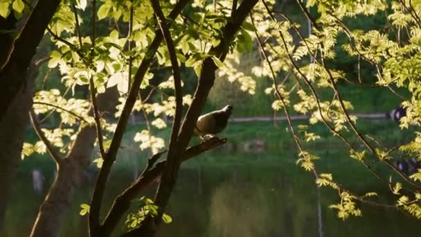 Pigeon Sits Tree Branch Backlight Wild Pigeon Wild — Stock Video