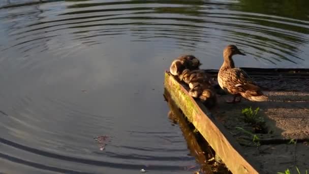 Eine Entenmutter Mit Kleinen Entchen Sonnt Sich Der Sonne Großaufnahme — Stockvideo