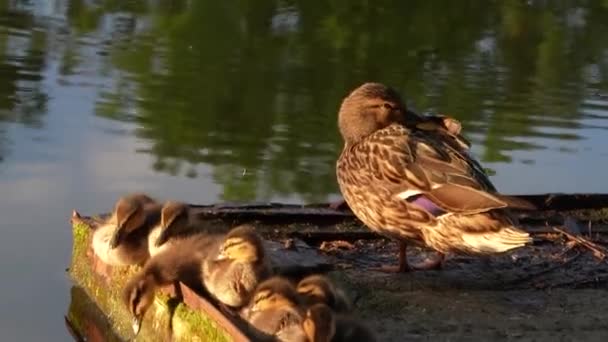 Mother Duck Little Ducklings Basking Sun Close Ducks Sitting Shore — Stock Video
