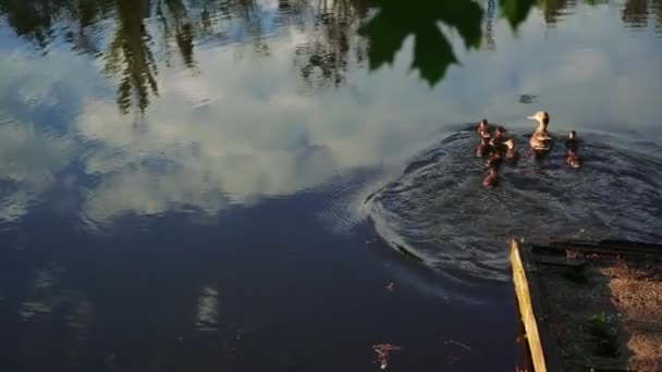 Eine Wilde Entenmutter Mit Niedlichen Neugeborenen Entchen Schwimmt Wasser Eine — Stockvideo