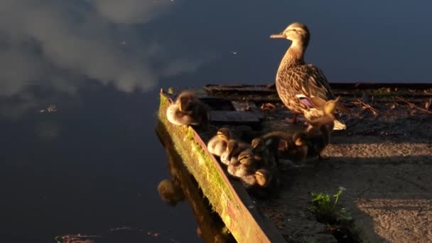 Eine Entenmutter Mit Kleinen Entchen Sonnt Sich Der Sonne Großaufnahme — Stockvideo