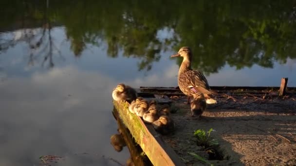 Une Mère Canard Avec Des Petits Canetons Prélasse Soleil Gros — Video