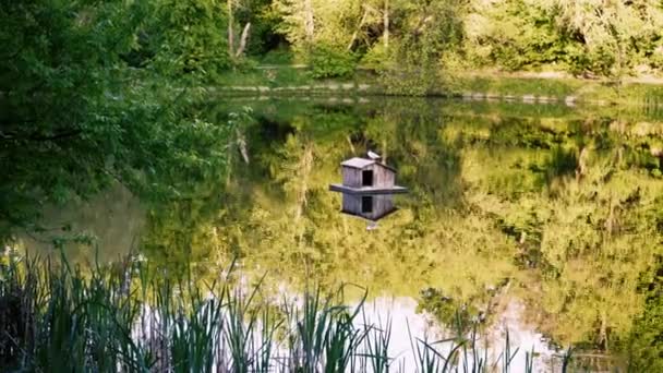 Una Pajarera Medio Lago Con Pájaro Sentado Ella Protección Los — Vídeos de Stock