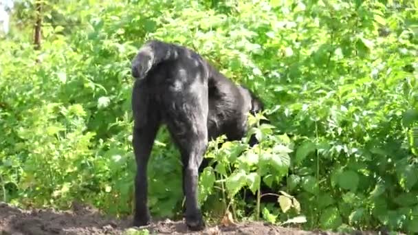 Svart Labrador Jagar Djur Trädgården Labradorhund Jagar Skogen — Stockvideo