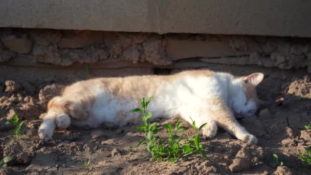 西の日差しの中で美しい庭の猫が地面に寝ています ペットの残りの部分 — ストック動画