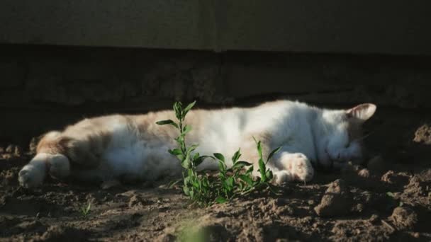 Kucing Halaman Yang Indah Tidur Tanah Bawah Sinar Matahari Barat — Stok Video