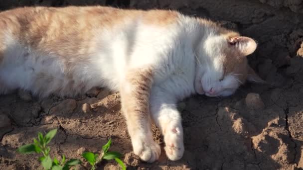 Krásná Zahradní Kočka Spí Zemi Západním Slunci Zbytek Domácích Mazlíčků — Stock video