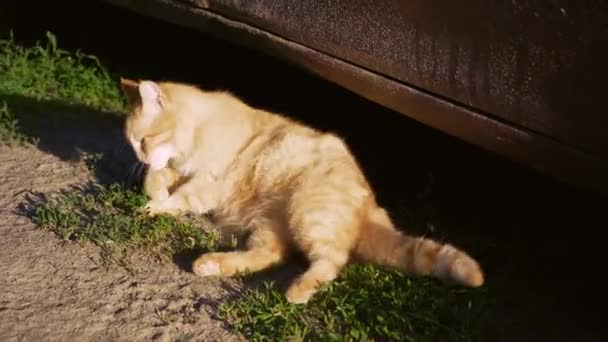 赤い毛の猫は太陽の下で自分自身を洗い流します 美しいふわふわの猫は衛生手順を実行します — ストック動画