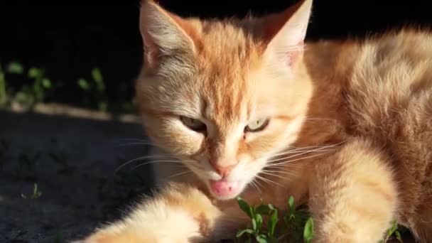 一只红头发的猫在外面的阳光下洗澡 一只漂亮的毛茸茸的猫做着卫生习惯 — 图库视频影像