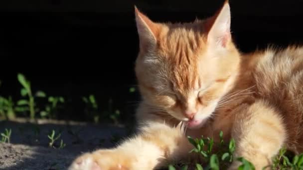Рыжеволосая Кошка Умывается Солнце Красивая Пушистая Кошка Выполняет Гигиенические Процедуры — стоковое видео