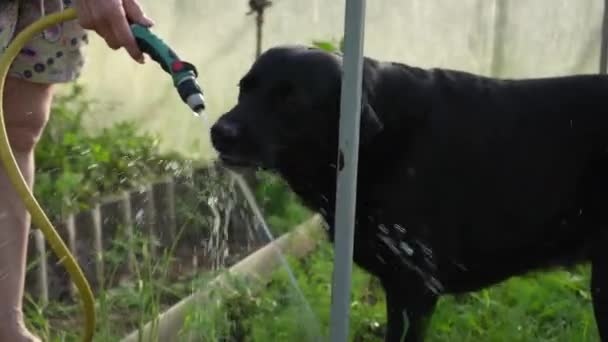 Een Zwarte Labrador Drinkt Water Uit Een Slang Dorst Een — Stockvideo
