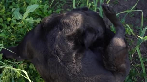 Een Zwarte Labrador Natuur Krabt Van Vlooien Hondenplagen — Stockvideo