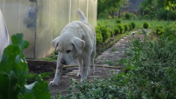 Fawn Gamla Labrador Haltar Gräsmattan Hunden Haltar Gården Gångdjur Utomhus — Stockvideo
