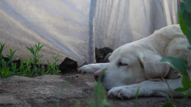 緑の葉を背景に庭で好きなラブラドールのレトリバー 犬は自然の中で休んでいる — ストック動画