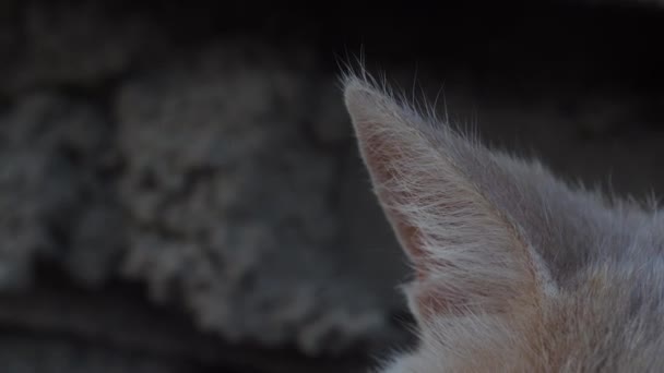 猫の耳を閉じてください マクロの猫の耳の骨 — ストック動画