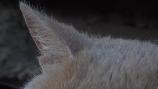 Кошачьи Уши Закрываются Кости Ушах Кошки Макро — стоковое видео